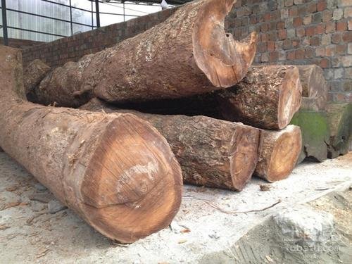 楠木树有什么价值？