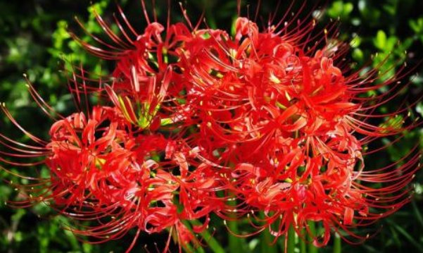 曼珠沙华在中国的花语是什么