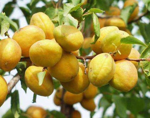 东北三省都产什么水果？