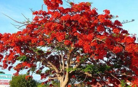 爱情树是什么树？