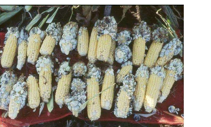 玉米出乌咪怎么回事