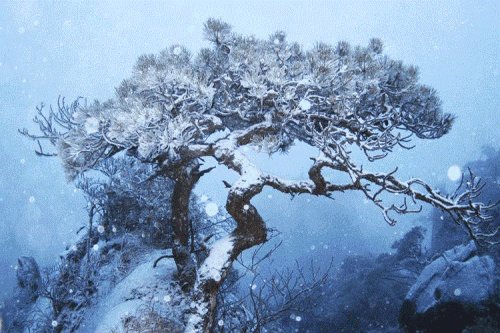 岁寒知松柏是什么意思