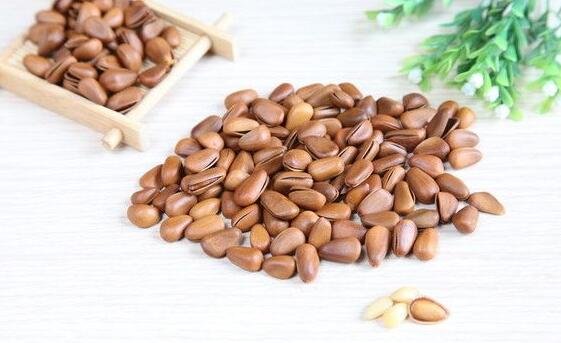 松树籽起什么功效