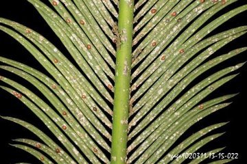 这是什么虫卵吗？