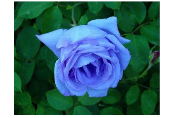 世界上最美的花是什么？