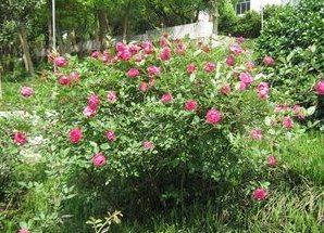 花期长的花有哪些