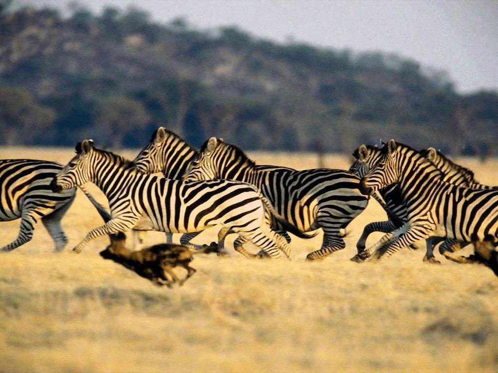 斑马的花纹是白底黑纹，还是黑底白纹？