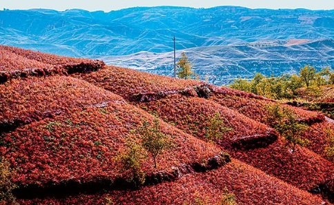 地满红花红满地，天连碧水碧连天的意思
