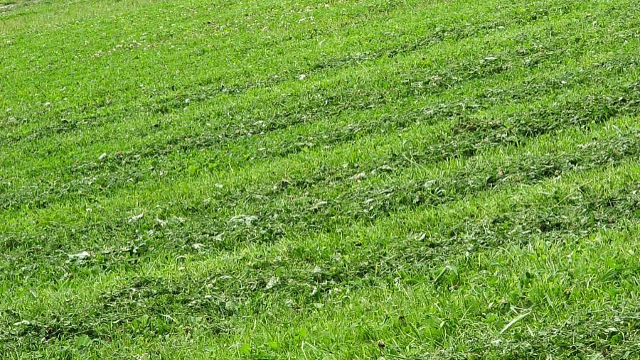 几种高尔夫球场草坪草的名称