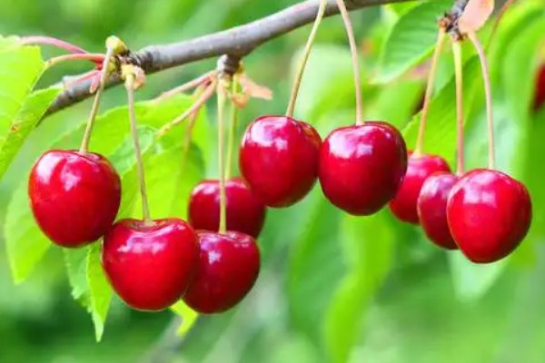 碱性水果有哪些