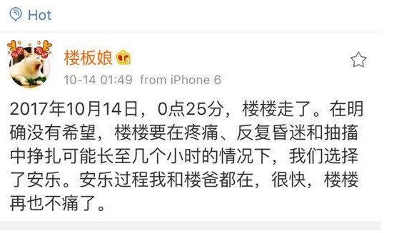 猫界表情包＂楼楼＂因病去世了吗？