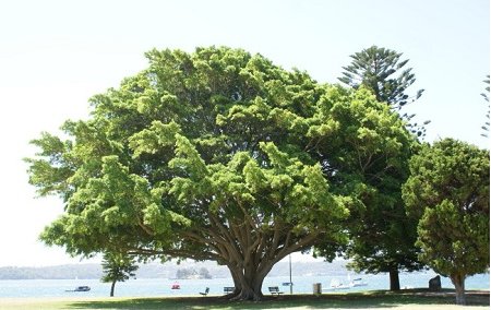 爱情树是什么树？