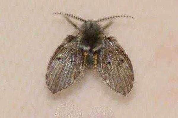 跳蚤咬后是什么样？图片。