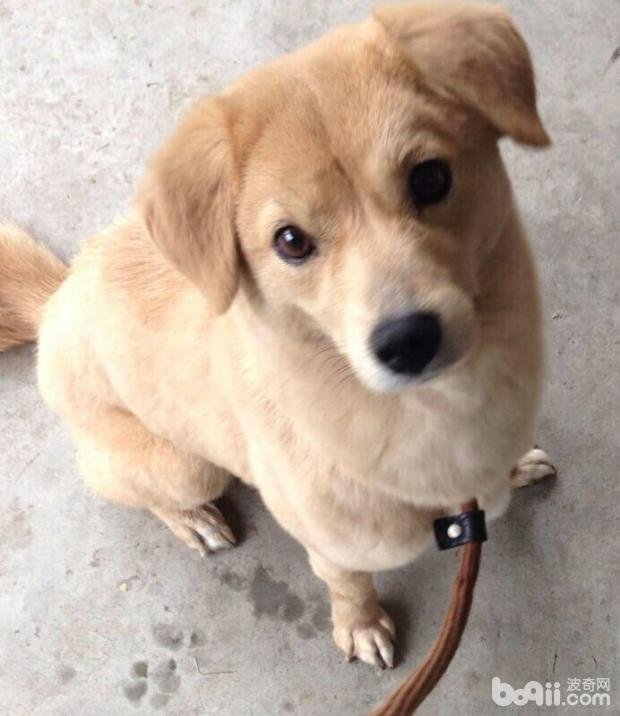 弓形虫病是什么？