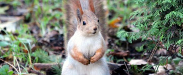 松鼠的生活习性是什么?