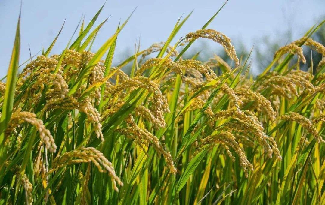 什么是超级稻