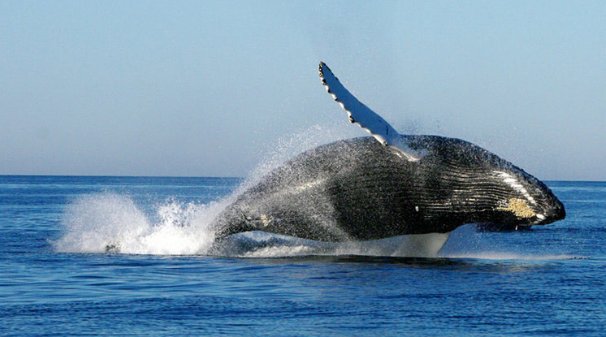 藤壶在鲸鱼身上疼吗?