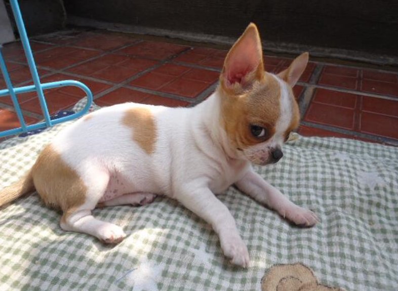 吉娃娃狗一般的寿命是多少？