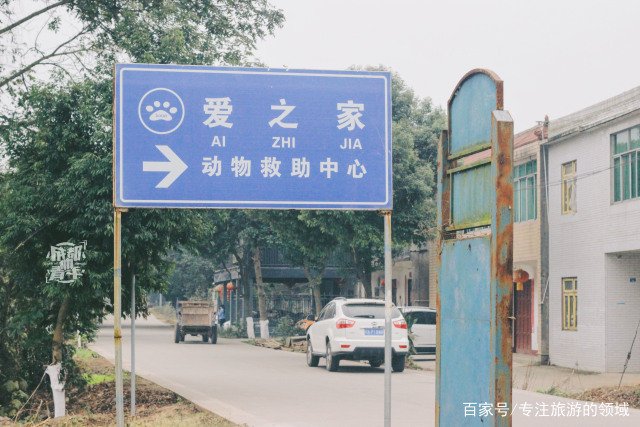 成都哪里可以领养小猫咪？