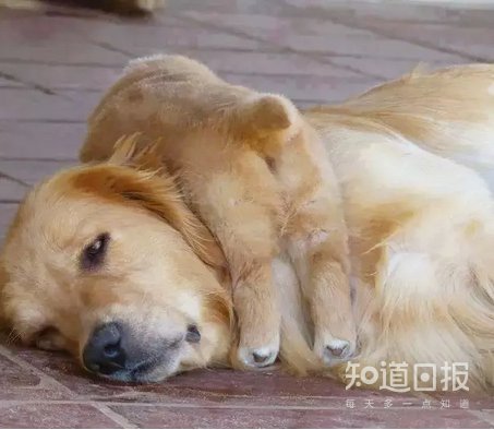 如何挑选好的狗粮？