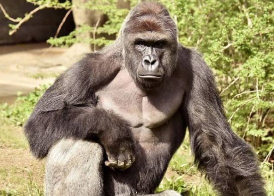 世界上最珍贵的动物都有哪些？