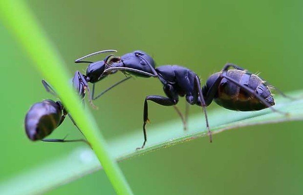 黑蚂蚁能治阳痿吗