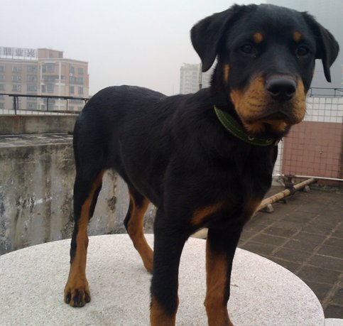 罗威纳犬复仇的介绍