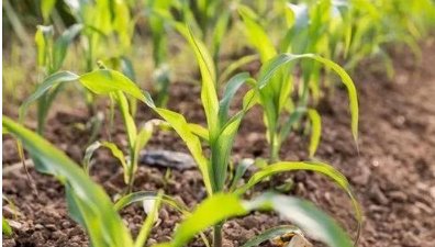 玉米田苗前除草剂有哪些？