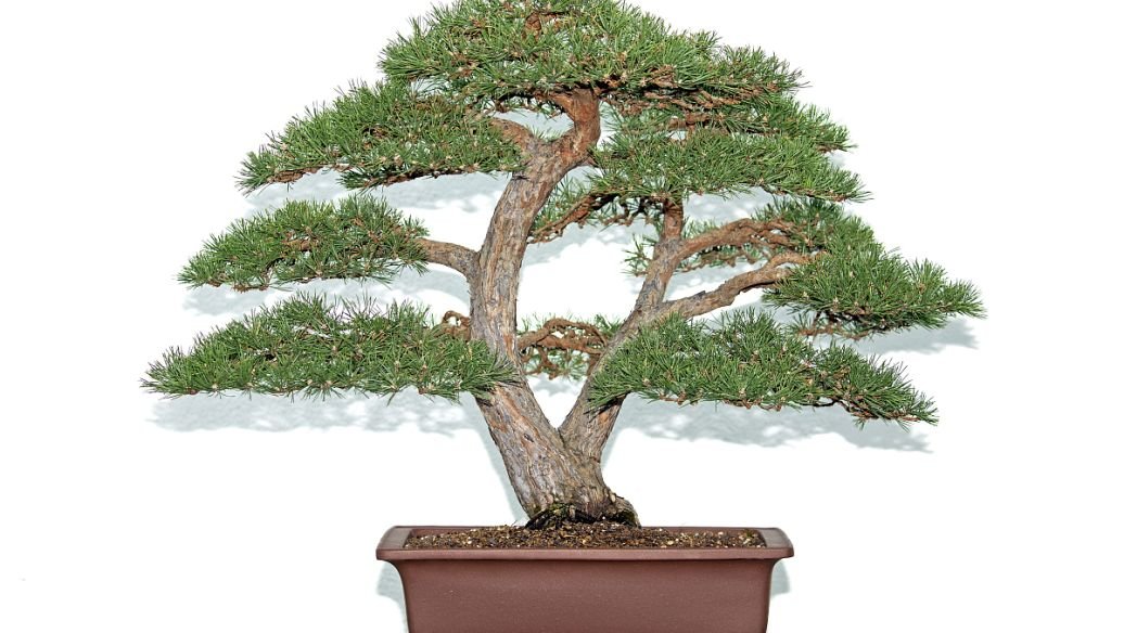 如何制作马尾松盆景