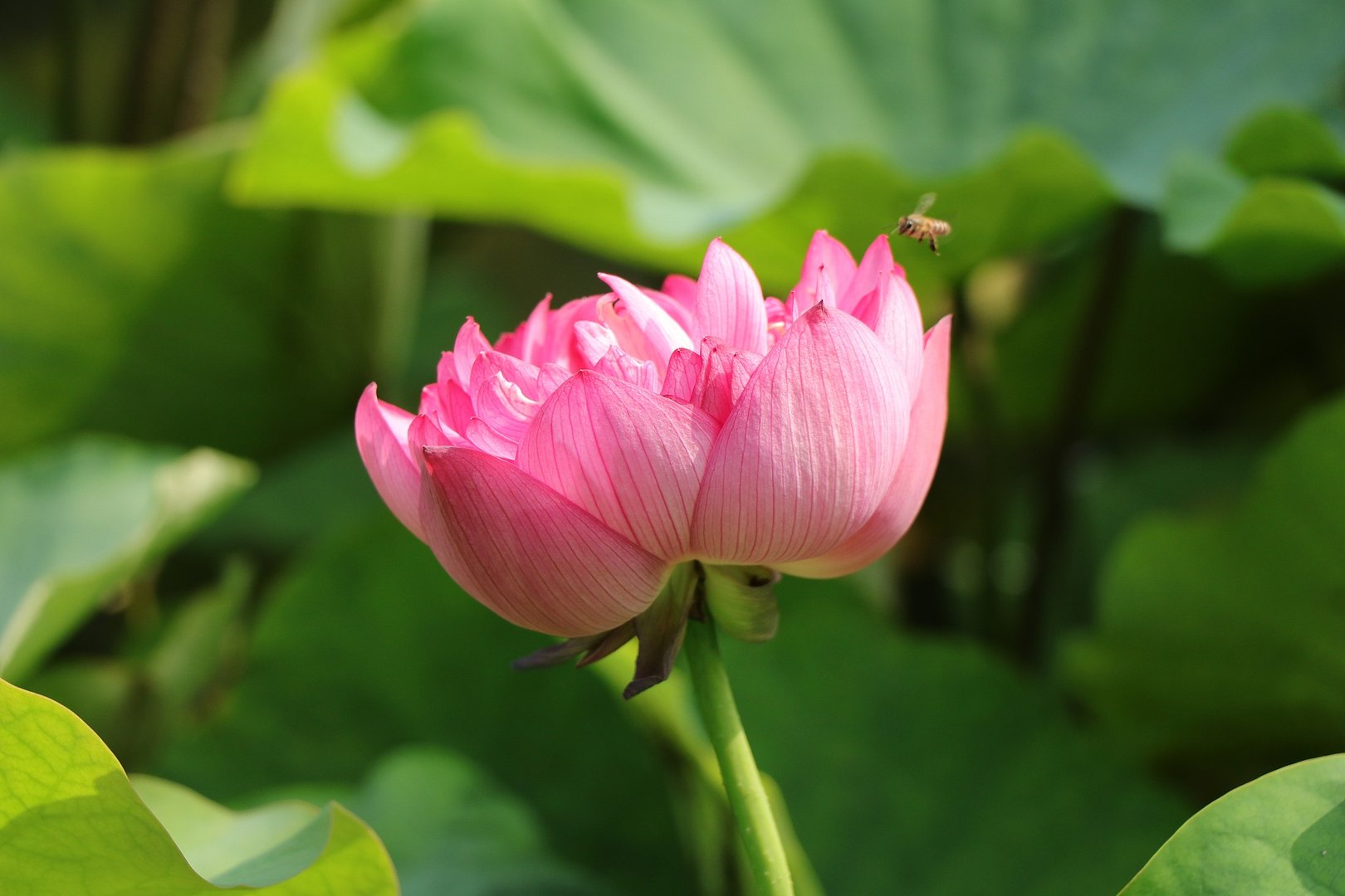 描写初夏的诗句古诗