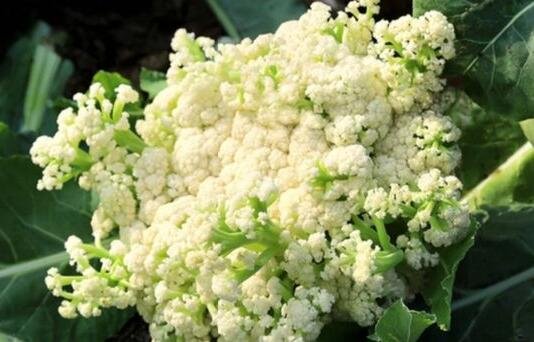 菜花的营养价值有哪些？
