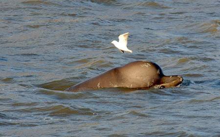 北瓶鼻鲸的介绍
