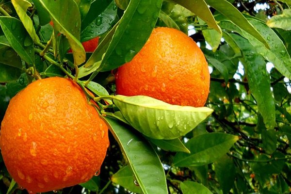 橘子是什么颜色