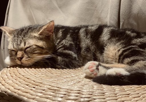 冠能的猫粮怎么样?