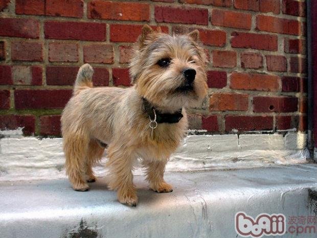 罗威士梗的饲养要点有哪些？