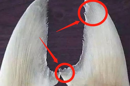 怎么辨别鱼翅的真假