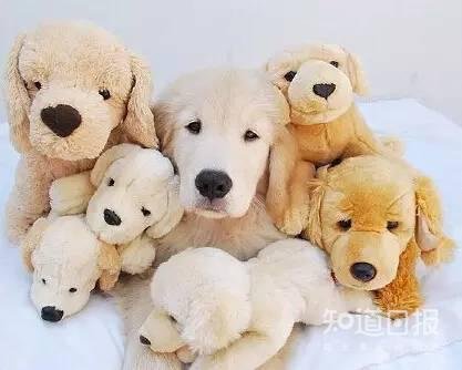 如何挑选好的狗粮？