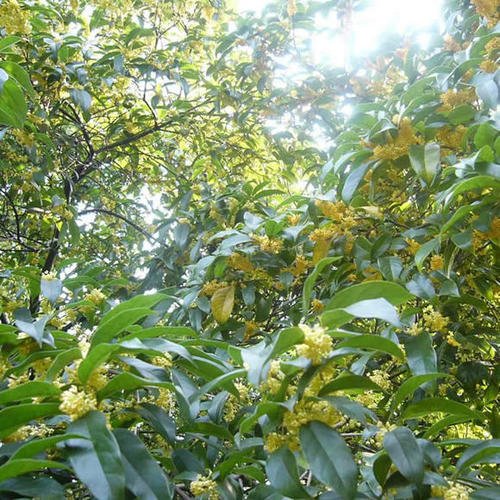 怎样自制桂花蜜窍门