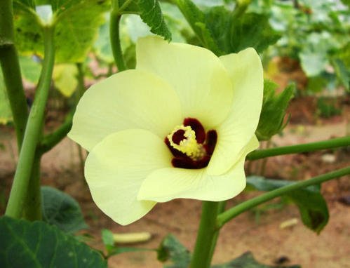 黄秋葵种子需要用多少度的水浸泡多久？