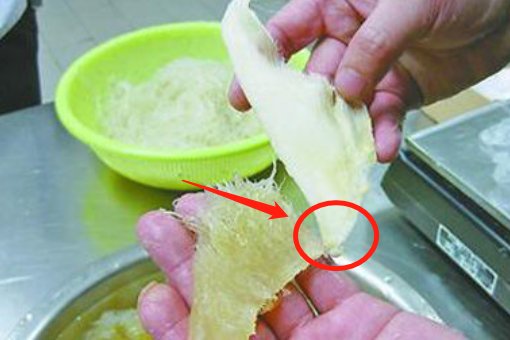 怎么辨别鱼翅的真假