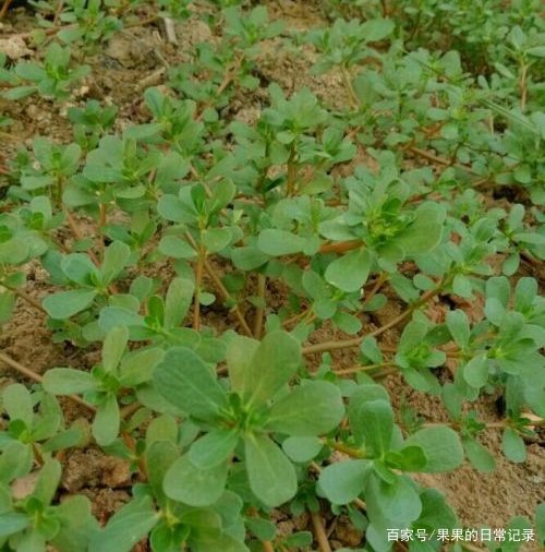 蚂蚱菜是什么蔬菜呢？有人专门种植，常吃有什么作用呢？