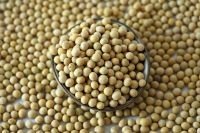 大豆卵磷脂的功效与作用