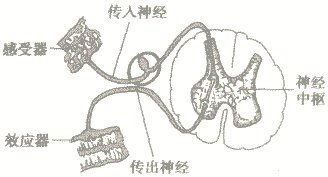 神经调节的基本方式是怎样的?