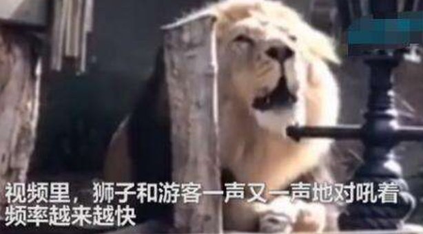 动物园狮子与游客对吼，现场到底发生了什么？