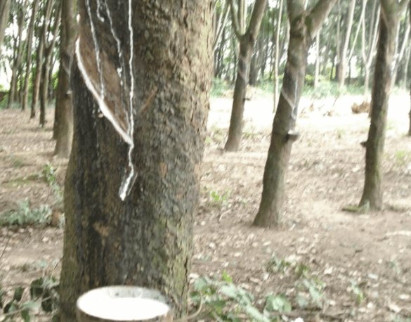 橡胶树生长在什么地方