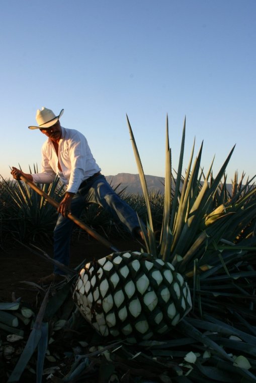 tequila什么意思?