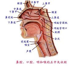 咽喉在哪个部位