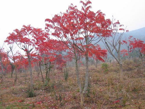 黄栌的介绍