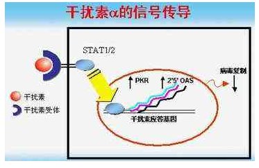 聚乙二醇干扰素的作用是什么?