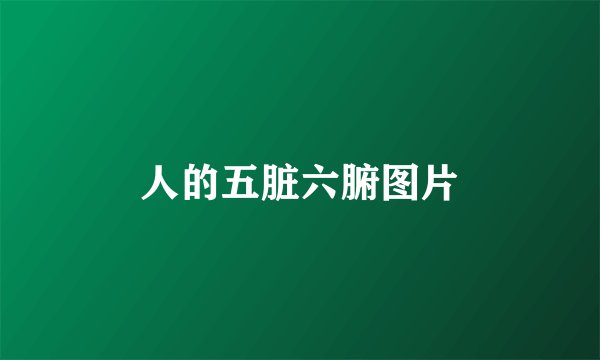 人的五脏六腑图片